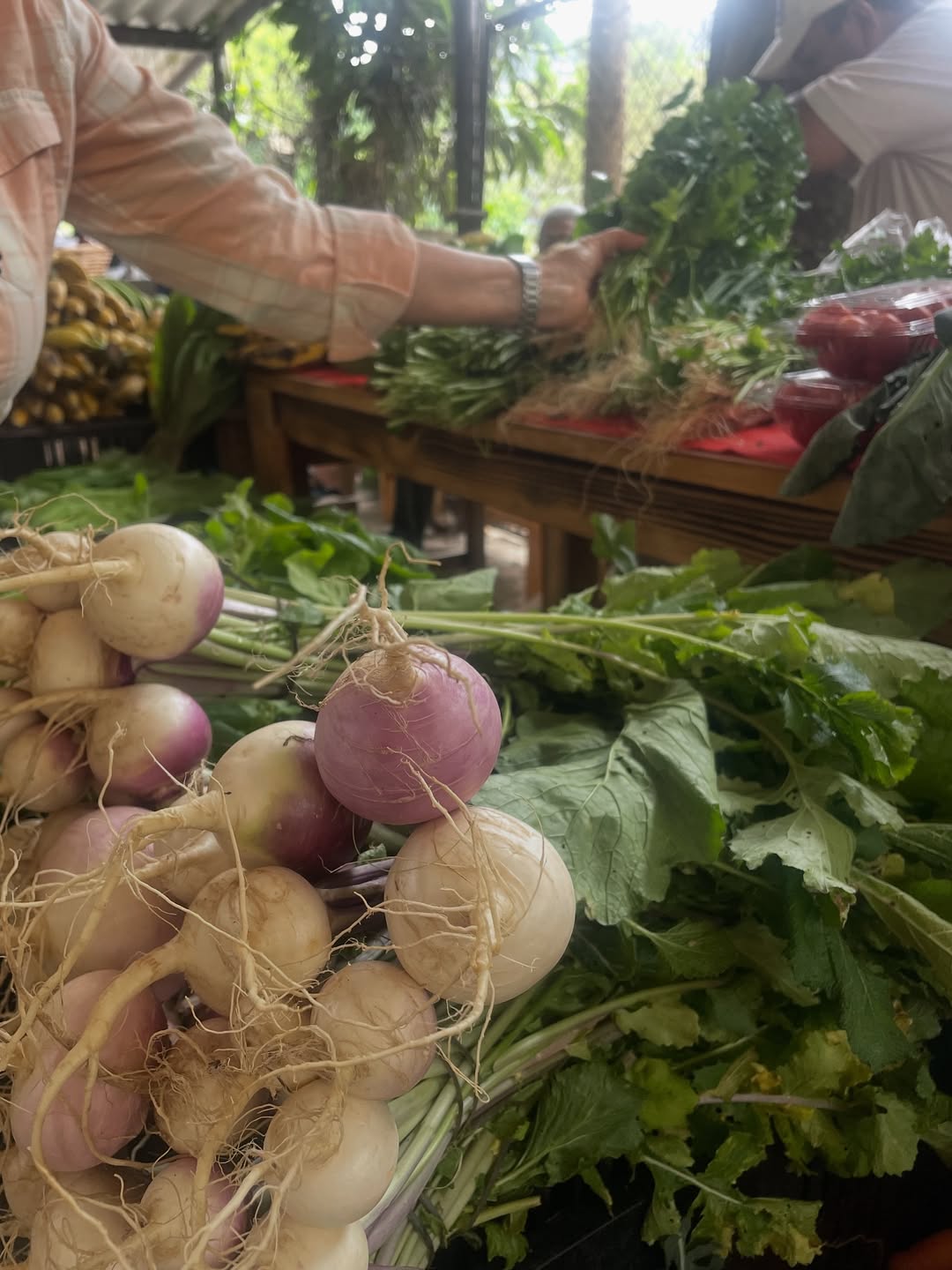 Feira Agroecológica de Teresópolis - Image 4
